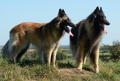 Healthy dog is attractive