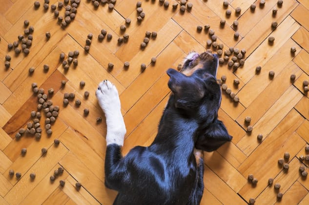 Knowing the best healthy food for your dog is important